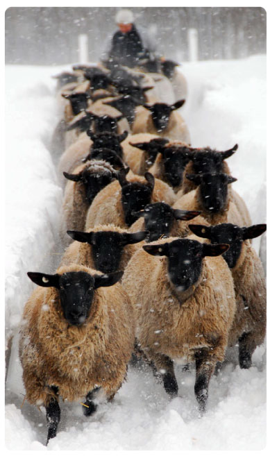 羊の移動